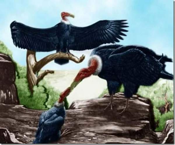 Top 10 loài chim tiền sử hung ác nhất trên đời 3