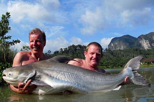 Những loài cá khổng lồ của sông Mekong 8