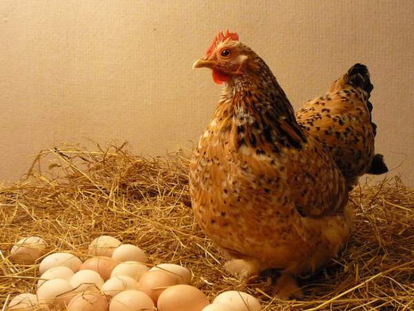 Điều ít người biết về số trứng gà chúng ta vẫn ăn hàng ngày 2